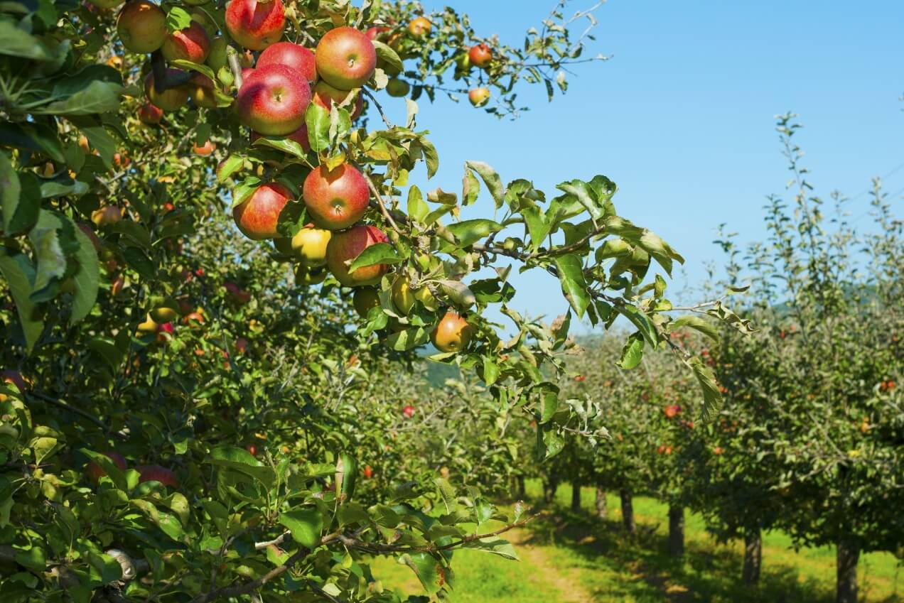 Apple orchard in the summer