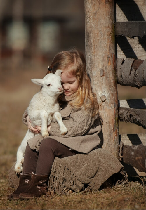 A young girl caring for sheep on a farm